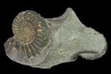 Pyritized (Pleuroceras) Ammonite Fossils - Germany #162612-1